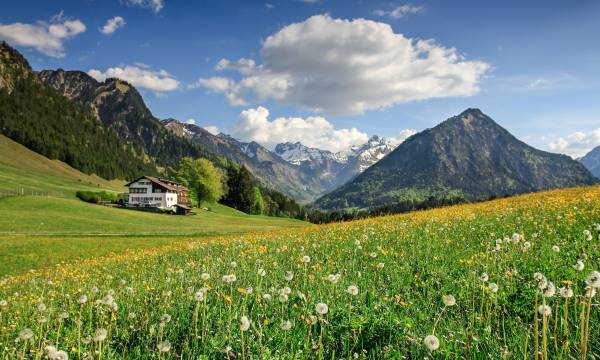 Ein traditionelles bayerisches Haus mit rotem Dach und heller Fassade steht in der Ferne auf einer grünen Wiese voller Pusteblumen. Im Hintergrund hohe Berge und ein blauer Himmel mit weißen Wolken.