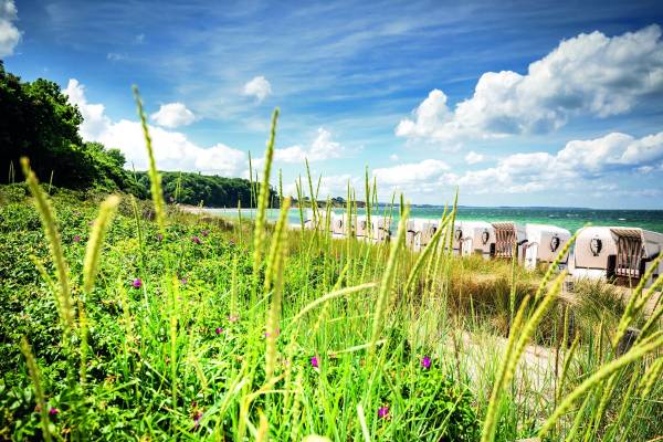 Blick auf die Hotelanlage Weissenhaus mit Strandkörben am Strand. Im Vordergrund hohe Gräser und lila Blumen, im Hintergrund der Strand und das Meer.